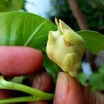 Ipomoea asarifolia Fruit