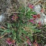 Astragalus monspessulanus Листок