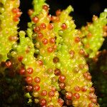 Gunnera tinctoria Flower