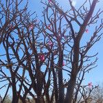 Adenium multiflorum Floare