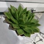 Echeveria agavoides Feuille
