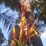 Sanchezia nobilis Flor