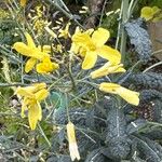 Brassica montana Flower
