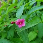 Jasminum beesianum Blomst