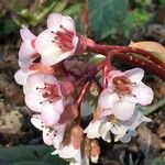 Bergenia ciliata മറ്റ്