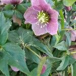 Helleborus orientalisFlower