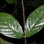 Hiraea smilacina Leaf