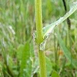 Cirsium dissectum Φλοιός