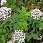 Valeriana tripteris Hábito