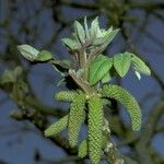 Juglans mandshurica Blüte