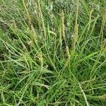 Plantago maritima عادت داشتن