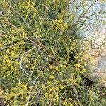 Bupleurum fruticescens Flower