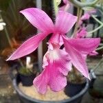 Calanthe rosea Flor