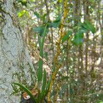Dendrobium sylvanum Hábitos