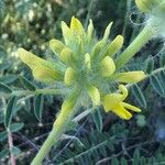 Astragalus alopecuroides Kvet