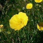 Potentilla pyrenaica Flower