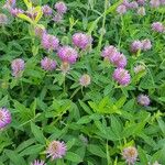 Trifolium alpestre Цветок