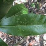 Calophyllum caledonicum Leaf