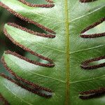 Pteris hamulosa Leaf