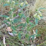 Crotalaria mitchellii Облик