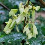 Fraxinus angustifolia Blüte