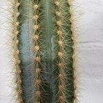 Pilosocereus pachycladus Hostoa