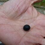Livistona australis Mbuma