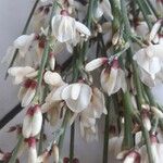 Retama raetam Fleur