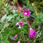 Epilobium hirsutumЦветок