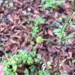 Ranunculus acris Fruit