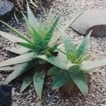 Aloe greenii 整株植物