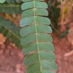 Albizia adianthifolia Delienn