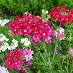 Verbena × hybrida Flor