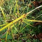 Cyperus eragrostis Feuille