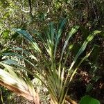 Cordyline mauritiana Beste bat