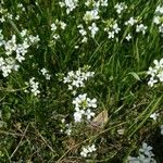 Kernera saxatilis Lehti