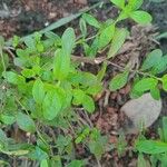 Lippia micromera Лист