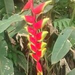 Heliconia rostrataBlomma