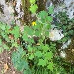 Lactuca muralis Likasa