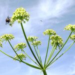 Heracleum sibiricum Λουλούδι