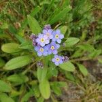 Myosotis sylvaticaFlower