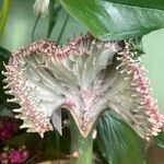 Euphorbia lactea Blüte