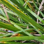Iris unguicularis 葉