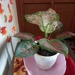 Aglaonema commutatum Pokrój