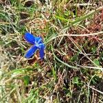 Gentiana sierrae Flower