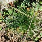 Festuca heterophylla برگ