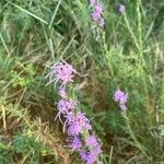 Liatris punctata 花