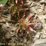 Trifolium thalii Habit