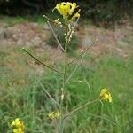 Sisymbrium orientale Fruto