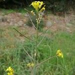 Sisymbrium orientale Plod